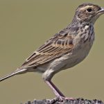 Horsfield\'s Bushlark (Mirafra javanica)