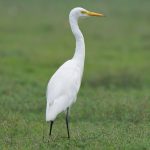 Intermediate Egret (Ardea intermedia)