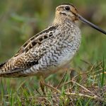 Latham\'s Snipe (Gallinago hardwickii)