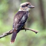 Laughing Kookaburra (Dacelo novaeguineae)