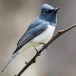 Leaden Flycatcher (Myiagra rubecula)