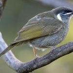 Lewin\'s Honeyeater (Meliphaga lewinii)