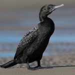 Little Black Cormorant (Phalacrocorax sulcirostris)