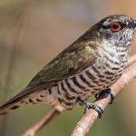 Little Bronze-Cuckoo (Chalcites minutillus)