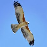 Little Eagle (Hieraaetus morphnoides)