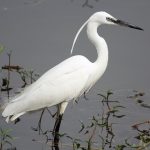 Little Egret (Egretta garzetta)