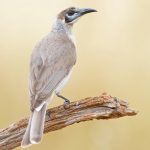 Little Friarbird (Philemon citreogularis)