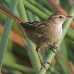 Little Grassbird (Poodytes gramineus)