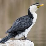 Little Pied Cormorant (Microcarbo melanoleucos)