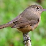 Little Shrike-Thrush (Colluricincla megarhyncha )