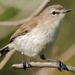 Mangrove Gerygone (Gerygone levigaster)