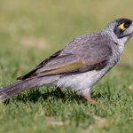 Noisy Miner (Manorina melanocephala)