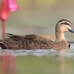 Pacific Black Duck (Anas superciliosa)
