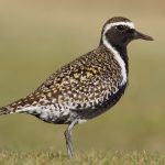 Pacific Golden Plover (Pluvialis fulva)