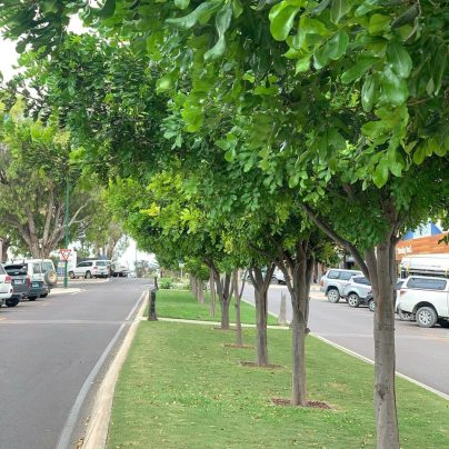 Tuckeroo Street Tree