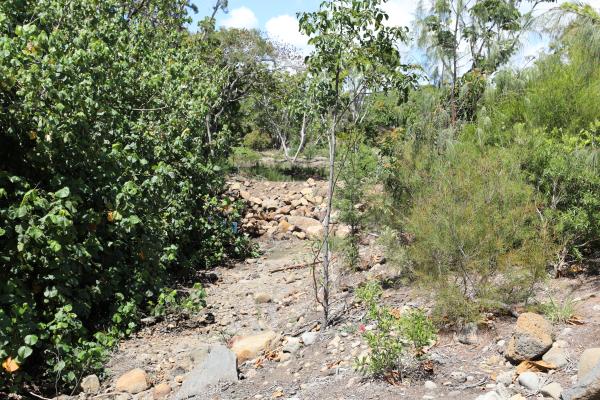 Early days of Kalina Creek