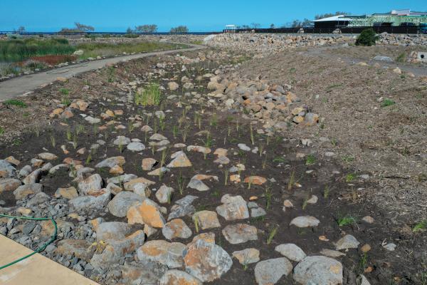 Headlands Green Wetlands