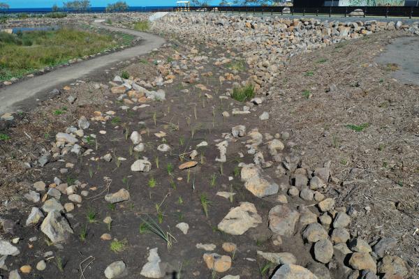 Headlands Green Wetlands