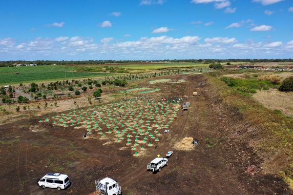 Charlotte's Wood Planting