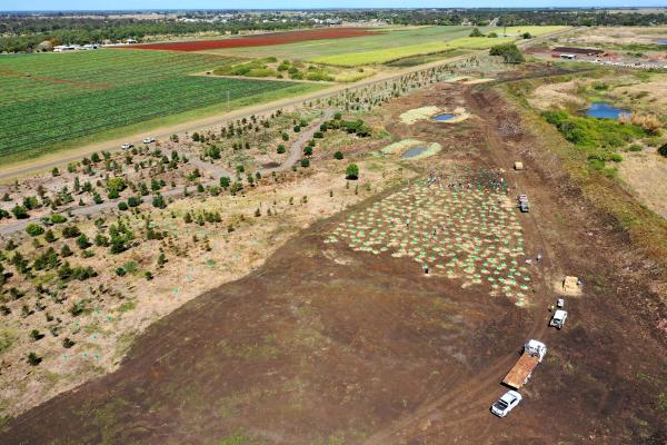 Charlotte's Wood Planting