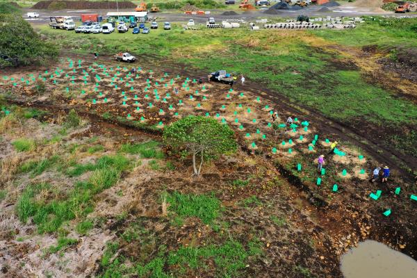 Charlotte's Wood Planting