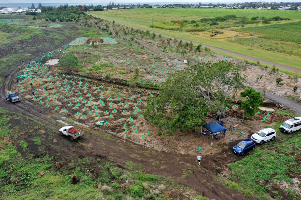Charlotte's Wood Planting