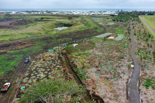 Charlotte's Wood Planting