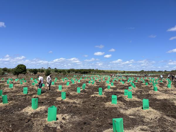 Charlotte's Wood Planting