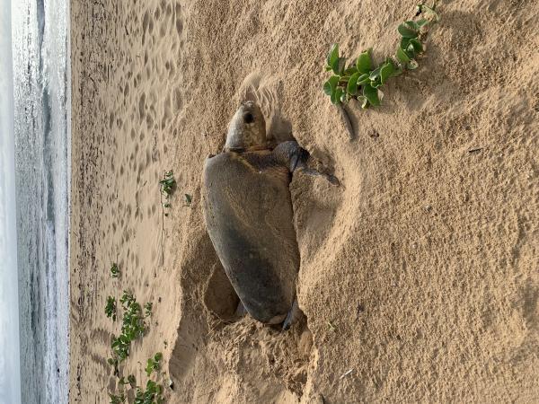 Loggerhead Turtle
