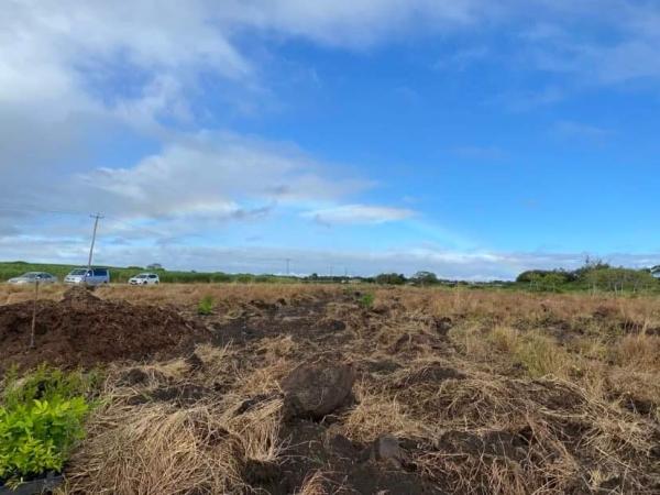 Charlotte's Wood Planting
