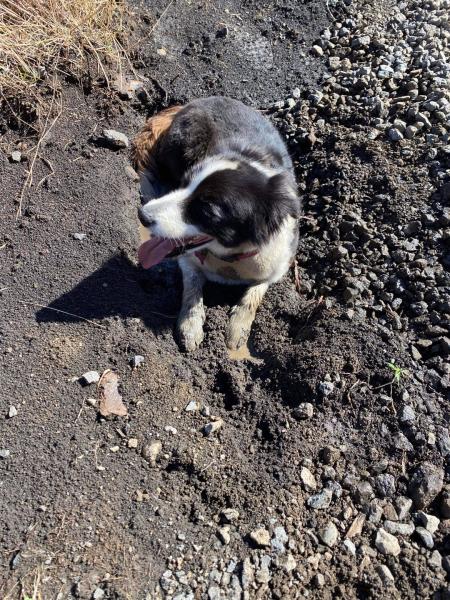 Charlotte's Wood Planting