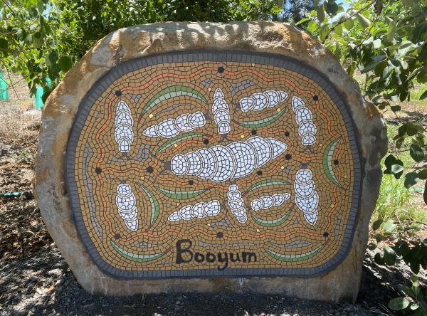 Booyum (Witchetty Grub)