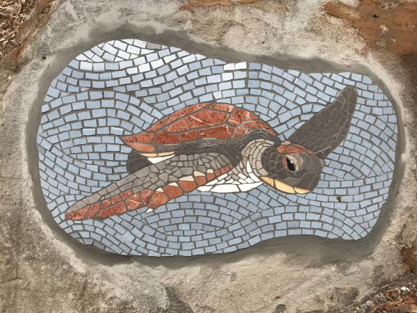 Juvenile Loggerhead Turtle