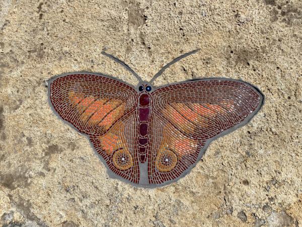Yule'laa 4 (Orange Streaked Ringlet)